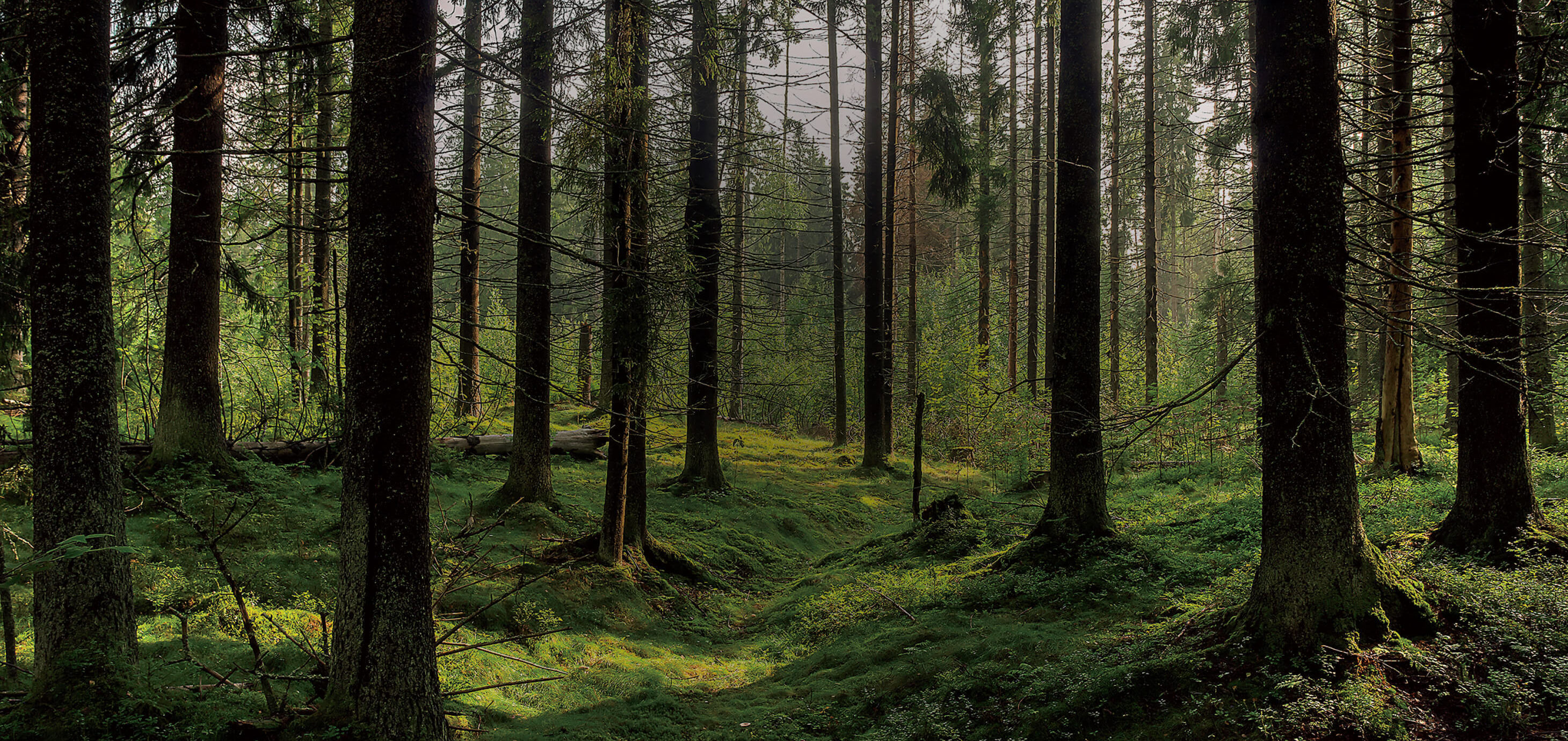 Timber Harvest