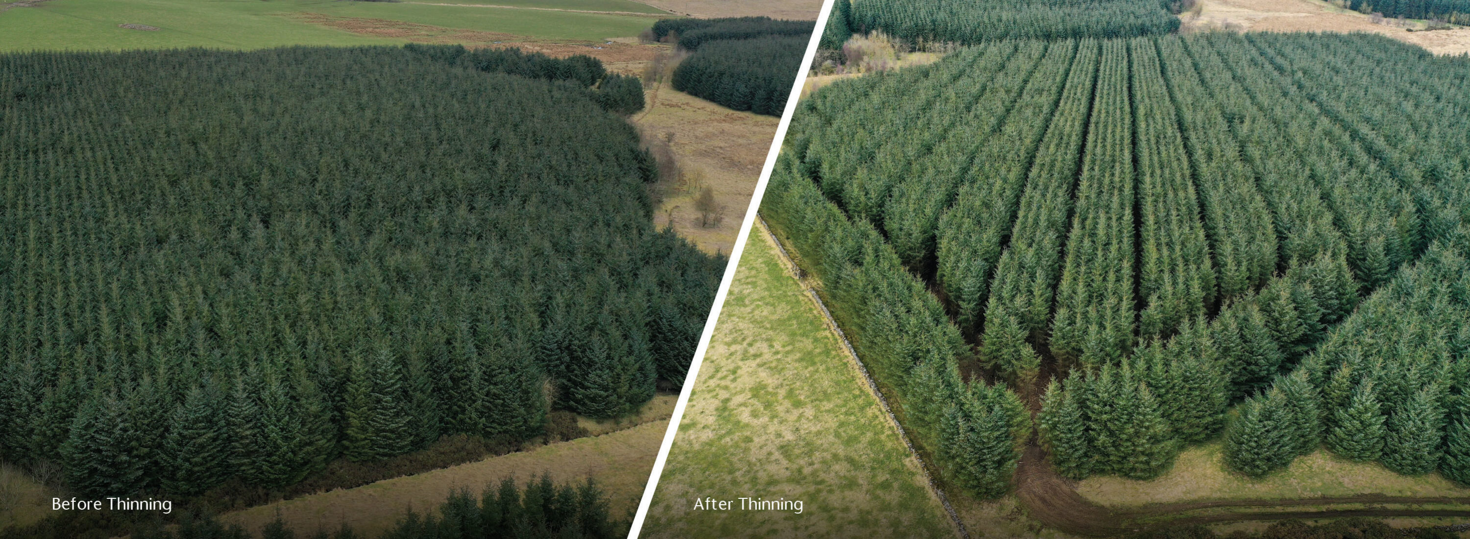 Timber Harvest